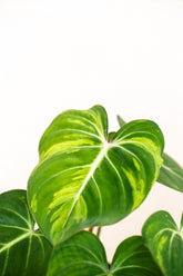 Philodendron gloriosum